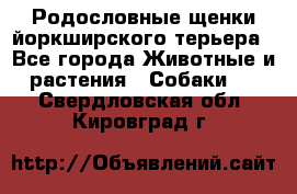 Родословные щенки йоркширского терьера - Все города Животные и растения » Собаки   . Свердловская обл.,Кировград г.